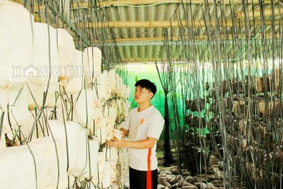 Hà Tĩnh: Chàng kỹ sư đổi đời nhờ cắm sổ đỏ vay tiền đầu tư trồng nấm