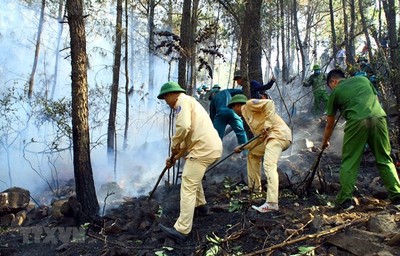 Vụ cháy rừng ở Nghệ An: Đề phòng nguy cơ bùng phát trở lại