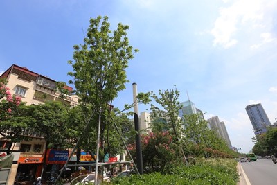 Hà Nội: Hệ thống cây xanh đã thay đổi đáng kể sự bức nhiệt đô thị
