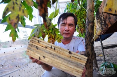 Khởi nghiệp nông nghiệp:Ruồi lính đen “cứu cánh” lão nông Ninh Thuận