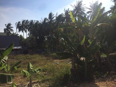 Bình Định: Bồi thường 1 cây dừa khi thu hồi hơn 3.500m2 đất?