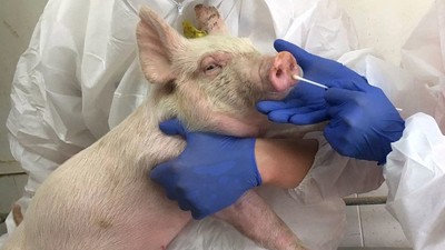 Phát hiện chủng cúm lợn ở Trung Quốc có khả năng gây đại dịch