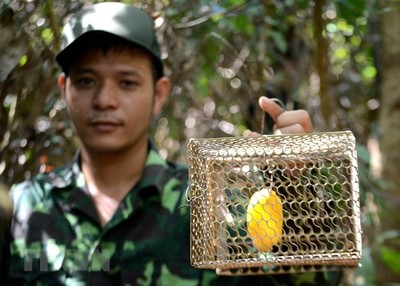 Đà Nẵng: Phá bẫy, cứu thú tại khu bảo tồn thiên nhiên Sơn Trà