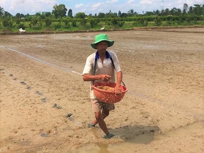 Nỗ lực khắc phục SX nông nghiệp sau hạn mặn lịch sử ở Tiền Giang