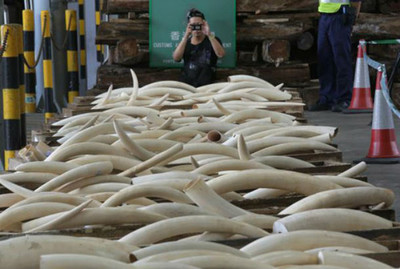 Buôn lậu hơn 200kg ngà voi châu Phi các đối tượng nhận án 32 năm tù