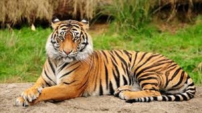 Mạng lưới đường bộ đe dọa loài hổ