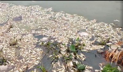 Hải Phòng: Hàng tấn chân gà thối nổi lềnh phềnh trên sông Đa Độ
