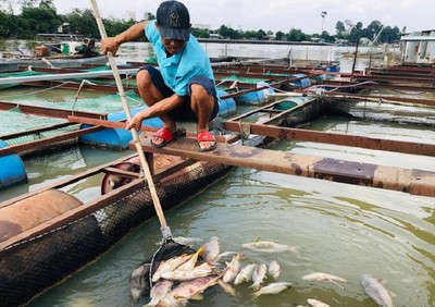 Tìm nguyên nhân cá nuôi bè chết bất thường trên sông Đồng Nai