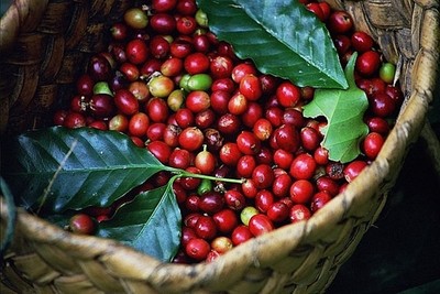 Giá cà phê hôm nay 31/7: Cà phê trong nước tăng 200 đồng/kg