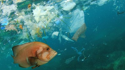 Lượng rác thải nhựa đại dương sẽ tăng gấp 3 lần trong 20 năm tới