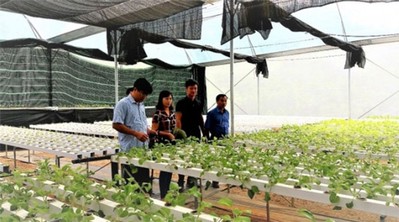 Khởi nghiệp nông nghiệp: Trồng rau trong nhà kín 'ăn nên làm ra'
