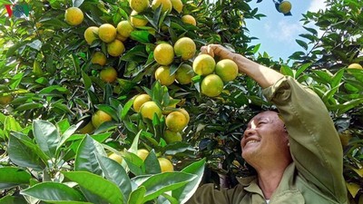 Sơn La: Người dân thu nhập hàng tỷ đồng mỗi năm nhờ cây ăn quả