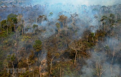 Các nước vùng Amazon cam kết bảo vệ vùng rừng nhiệt đới Amazon