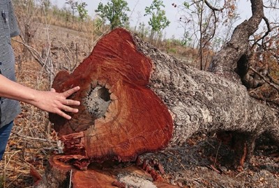 Quảng Nam: Chi sai hàng tỷ đồng dịch vụ môi trường rừng