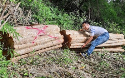Gia Lai yêu cầu điều tra vụ phá rừng ở biên giới Chư Prông