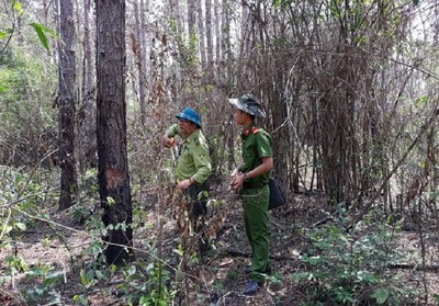 Lâm Đồng: Rừng thông vừa trồng đã bị phá sạch
