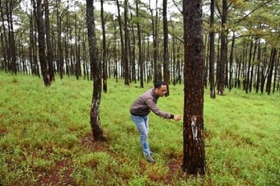 Thanh tra công tác quản lý đất đai và rừng tại huyện Đắk Song