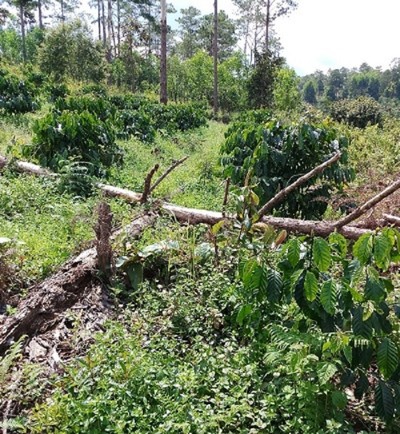Cán bộ Tư pháp xã Lộc Phú tự ý trồng keo trên đất rừng trái quy định