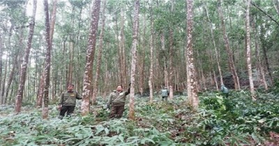 Kon Tum thay đổi nhờ chính sách chi trả dịch vụ môi trường rừng