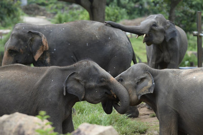 Sri Lanka cấm nhập khẩu nhựa để bảo vệ voi