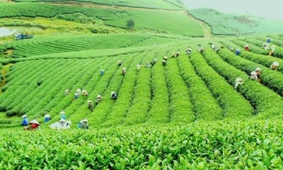 Kinh tế xanh trong nông nghiệp: Hướng đi đúng để bảo vệ môi trường
