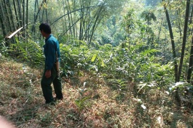 Thanh Hóa trồng mới trên 7 nghìn ha rừng