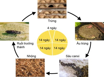 Xử lý rác thải hữu cơ và phân bùn bằng ấu trùng ruồi lính đen