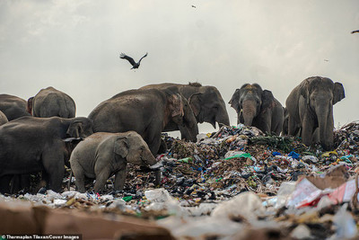 Đàn voi rừng kiếm ăn trên bãi rác khổng lồ