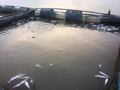 Thiệt hại cả tỷ đồng nuôi cá lồng do thủy điện Sông Đà xả lũ