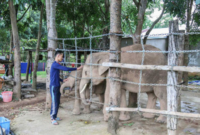 Đắk Lắk: Triển khai chỉ thị của Thủ tướng về QL động vật hoang dã