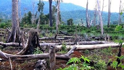 Diện tích rừng bị phá tăng 45% từ đầu năm đến nay