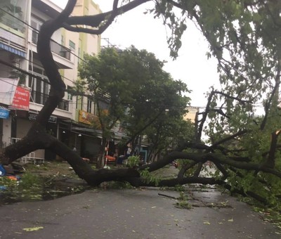 Đà Nẵng: Bão số 9 khiến nhiều cây xanh ngã đổ chắn ngang đường