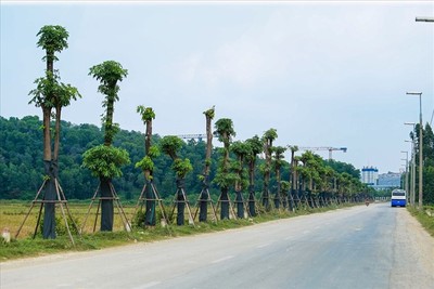 Đề nghị chuyển hàng cây hoa sữa dọc đường KLHXLCT Nam Sơn