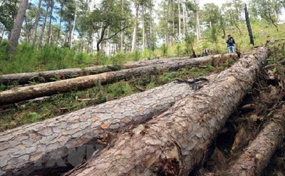 Vụ phá rừng phòng hộ ở Lâm Đồng: Đôn đốc điều tra làm rõ