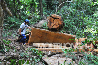 Gia Lai: Bắt giữ 3 đối tượng liên quan vụ phá rừng hương cổ thụ
