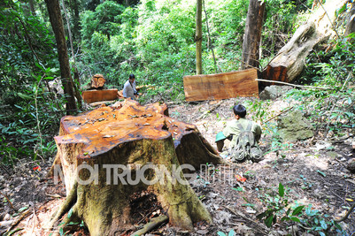Gia Lai: Xác định danh tính 3 đối tượng cưa hạ rừng cổ thụ