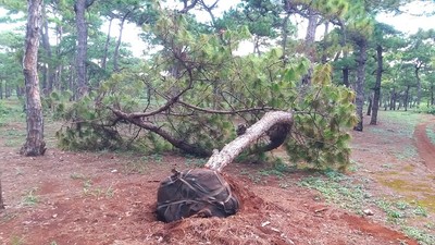 Gia Lai: Nhức nhối nạn đào thông dáng bonsai quý