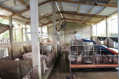 Quảng Ngãi: Chỉ đạo xử lý dứt điểm trại chăn nuôi gây ô nhiễm