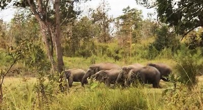 Tìm giải pháp “sống chung” với voi rừng Tây Nguyên
