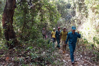 Thủ tướng yêu cầu chấn chỉnh việc quản lý, bảo vệ rừng ở Tây Nguyên