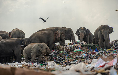 Sri Lanka chính thức “nói không” với nhựa dùng một lần