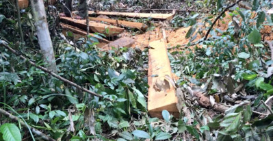 Gia Lai: Khởi tố vụ khai thác 49m3 gỗ trái phép