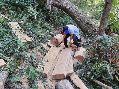 Gia Lai: Phó Thủ tướng chỉ đạo điều tra vụ phá rừng