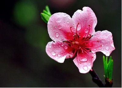 Vị thuốc thiên nhiên: Hoa đào của mùa xuân