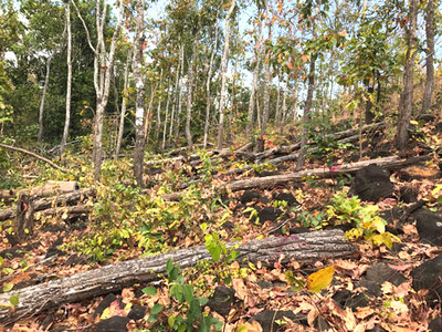 Gia Lai: Xử lý nghiêm các vụ phá rừng cộng đồng
