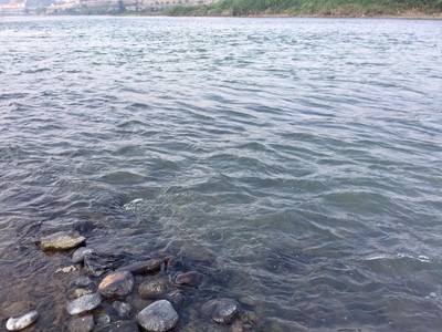 Nước sông Hồng chuyển màu trong xanh