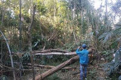 Bảo vệ rừng không thể trông chờ 'vận động'lâm tặc nương tay cho rừng