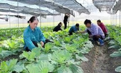 Nghiên cứu chuỗi giá trị rau an toàn tại TP Pleiku, tỉnh Gia Lai