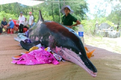 Xác cá voi nặng khoảng 1 tấn trôi dạt vào bờ biển Quảng Bình