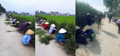 (Thọ Xuân) Thanh Hóa: Xã Xuân Minh đẩy mạnh bảo vệ môi trường